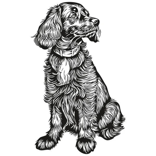 Spaniel English Cocker Dog Vector Face Drawing Portrait Sketch Vintage — Stock Vector