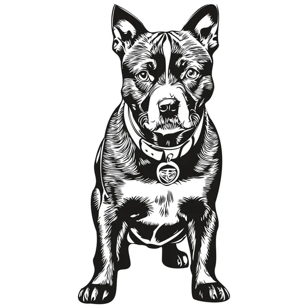 Staffordshire Bull Terrier Hund Ras Linje Ritning Klipp Konst Djur — Stock vektor