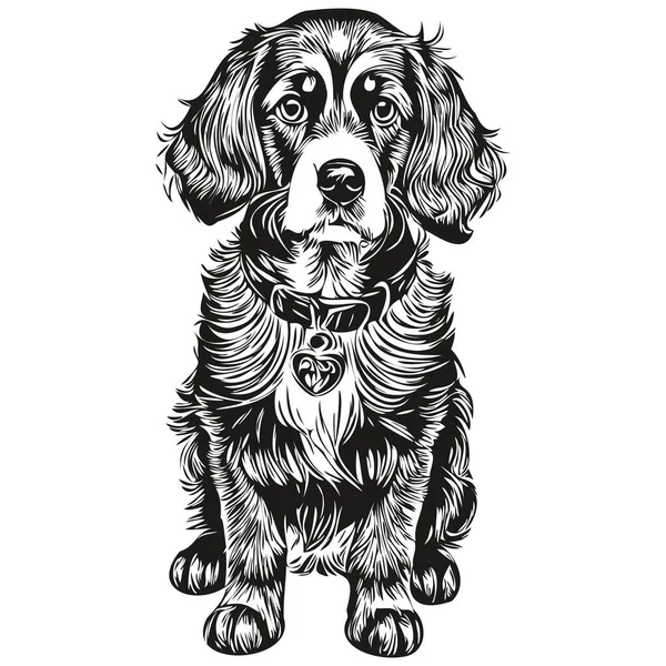 Spaniel Engelska Cocker Hund Vektor Ansikte Ritning Porträtt Skissa Vintage — Stock vektor