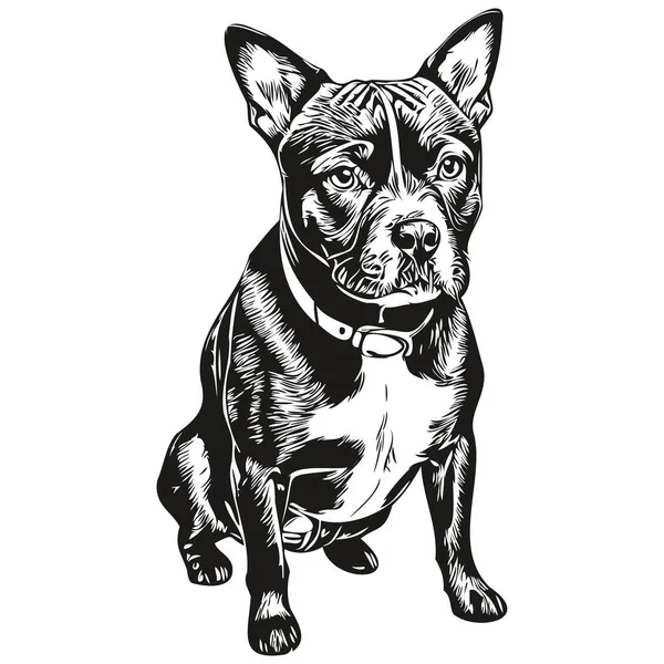 Staffordshire Boğa Teriyeri Köpek Eli Çizilmiş Siyah Beyaz Çizgili Sanat — Stok Vektör