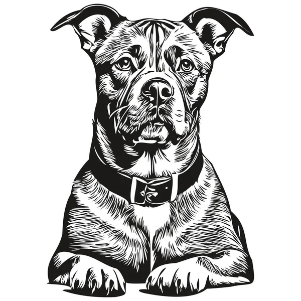 Dibujo Boceto Tinta Para Perros Staffordshire Bull Terrier Tatuaje Vintage — Vector de stock