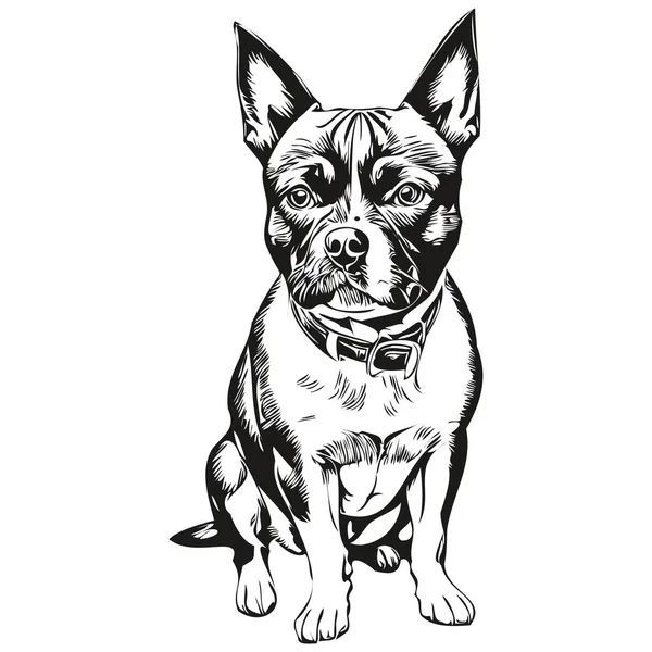 Staffordshire Bull Terrier Pies Zwierzę Szkic Ilustracja Czarny Biały Grawerowanie — Wektor stockowy