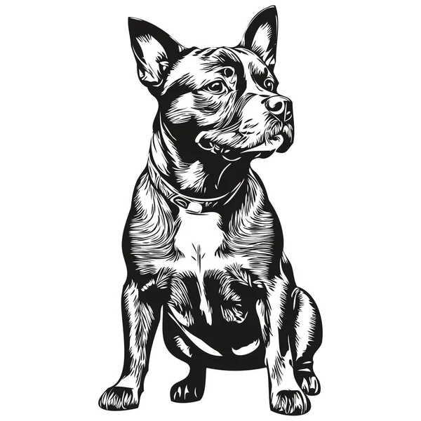 Staffordshire Bull Terrier Dog Pencil Hand Drawing Vector Outline Illustration — Stock Vector