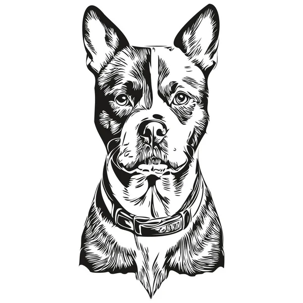 Staffordshire Bull Terrier Dog Vector Face Drawing Portrait Sketch Vintage — Stock Vector