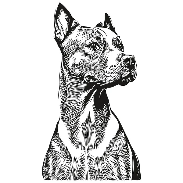 Stock vector Staffordshire Bull Terrier dog vector face drawing portrait, sketch vintage style transparent background realistic breed pet