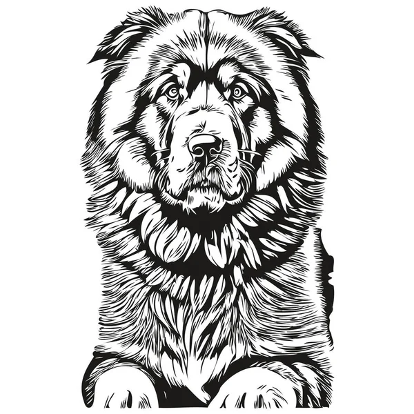 Tibetaanse Mastiff Hond Zwarte Tekening Vector Geïsoleerde Gezicht Schilderen Schets — Stockvector