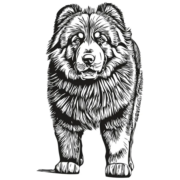 Tibetano Mastim Cão Desenho Animado Rosto Tinta Retrato Desenho Esboço — Vetor de Stock