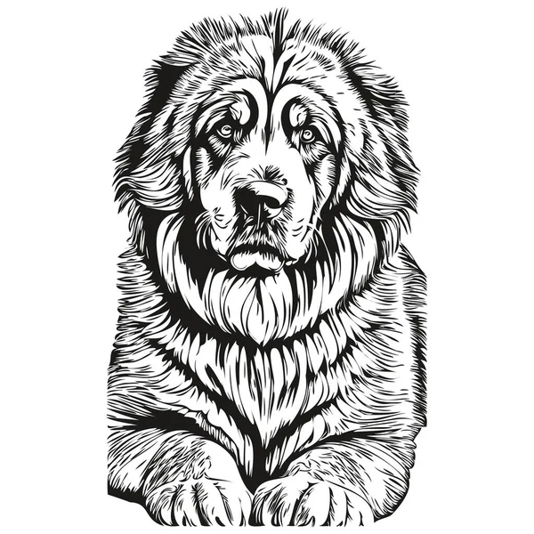 Tibetano Mastiff Perro Grabado Vector Retrato Dibujo Cara Vendimia Dibujos — Archivo Imágenes Vectoriales
