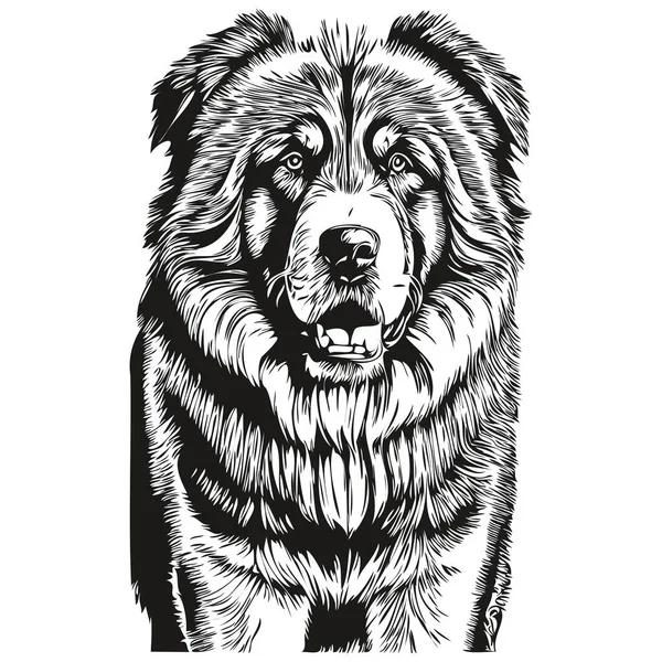 Tibetan Mastiff Dog Engraved Vector Portrait Face Cartoon Vintage Drawing — Stock Vector