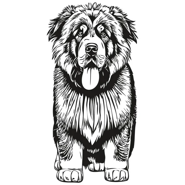Tibetský Mastiff Pes Tvář Vektor Portrét Legrační Obrys Pet Ilustrace — Stockový vektor