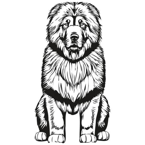 Tibetan Mastiff Dog Head Line Drawing Vector Hand Drawn Illustration — Stock Vector