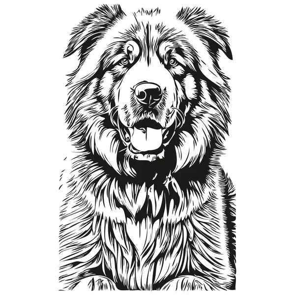 チベットマスチフ犬の頭線描画ベクトル 透明背景と手描きイラスト — ストックベクタ