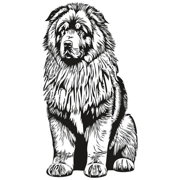 Tibetan Mastiff Dog Isolated Drawing White Background Head Pet Line — Stock Vector