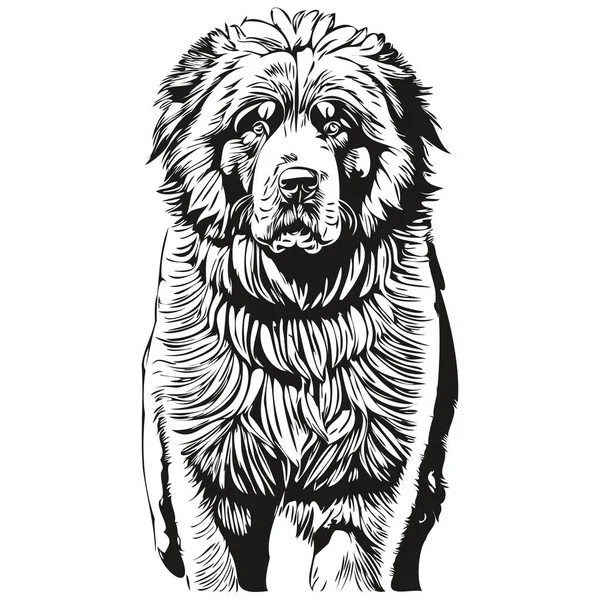 Tibetský Mastiff Pes Domácí Silueta Zvíře Linie Ilustrace Ručně Kreslené — Stockový vektor