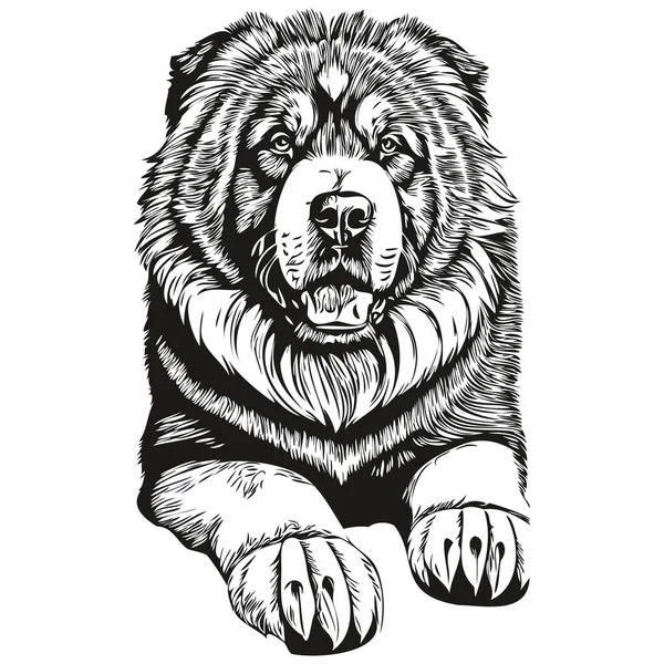 チベットのマスチフ犬のペットのスケッチ図 黒と白の彫刻ベクトル現実的な品種のペット — ストックベクタ