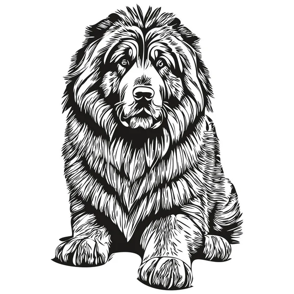 Dibujo Realista Del Lápiz Del Perro Mastín Tibetano Vector Ilustración — Archivo Imágenes Vectoriales