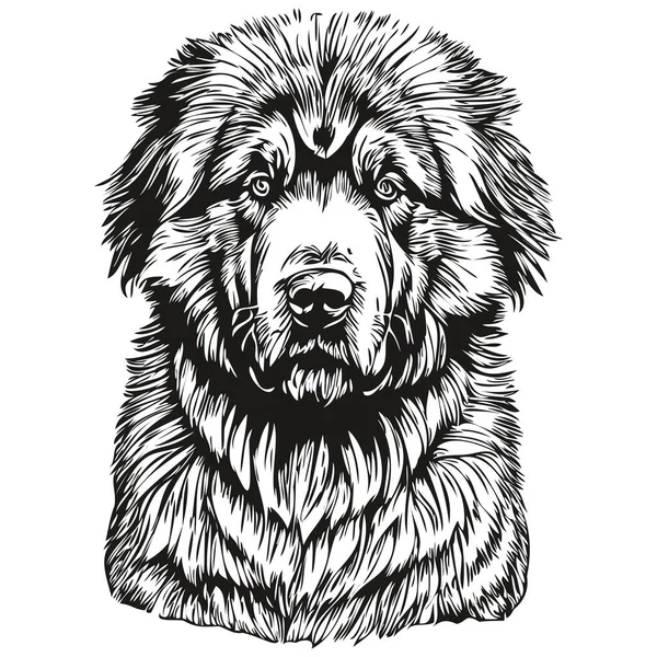 チベットのマスチフ犬ベクトルで現実的な鉛筆画 犬の顔の線画黒と白の現実的な品種のペット — ストックベクタ