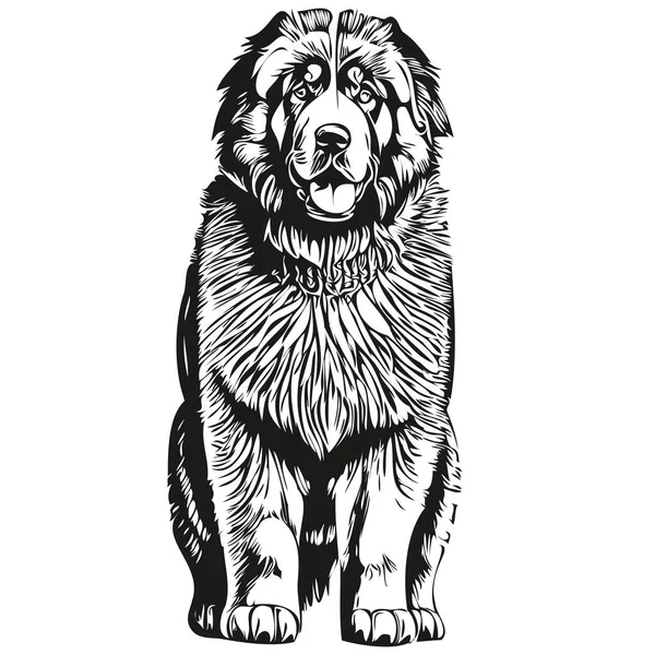 Tibetan Mastiff Dog Portrait Vector Animal Hand Drawing Tattoo Tshirt — Stock Vector