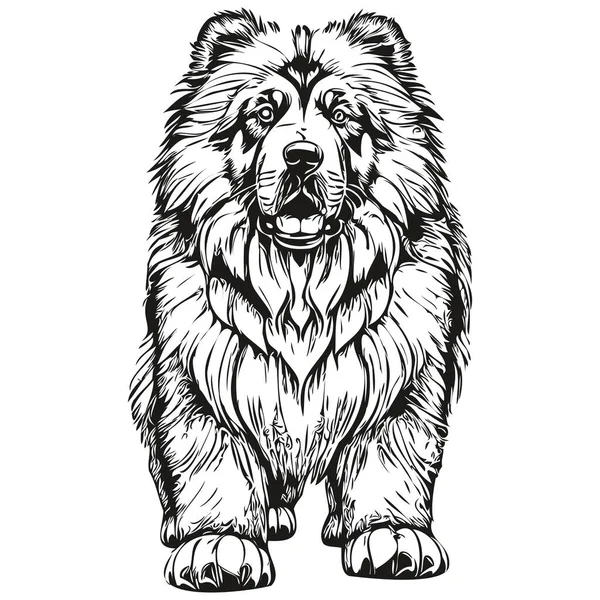 Tibetano Mastiff Perro Vector Cara Dibujo Retrato Bosquejo Estilo Vintage — Archivo Imágenes Vectoriales