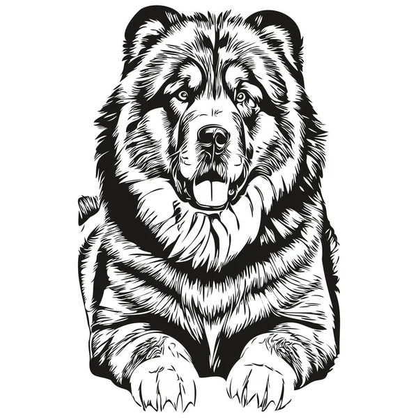 藏式马什蒂夫犬矢量人物画肖像 素描风格透明背景草图 — 图库矢量图片