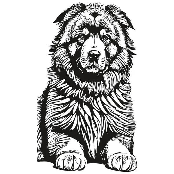 Тибетский Мастиф Векторная Графика Собаки Ручной Рисунок Линии Карандаша Животных — стоковый вектор