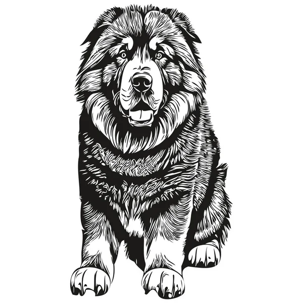 Tibetan Mastiff Dog Vector Graphics Hand Drawn Pencil Animal Line — Stock Vector