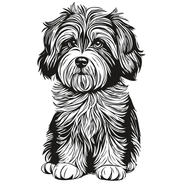Tibétain Terrier Chien Visage Vecteur Portrait Drôle Contour Animal Illustration — Image vectorielle