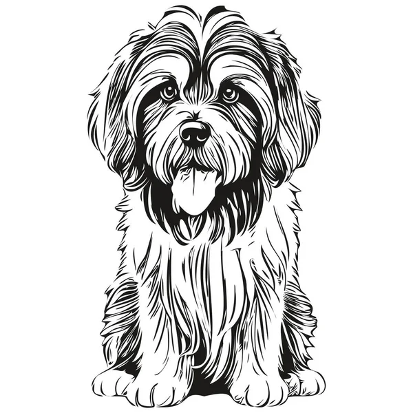 Portrait Vectoriel Gravé Sur Chien Terrier Tibétain Dessin Vintage Noir — Image vectorielle