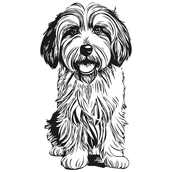 Chien Terrier Tibétain Croquis Pour Chien Illustration Gravure Noir Blanc — Image vectorielle