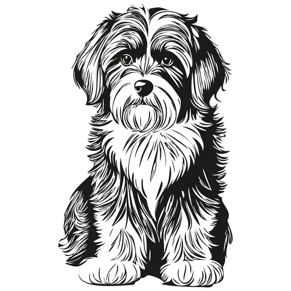 Crayon Tibétain Pour Chien Terrier Dessin Main Vecteur Illustration Contour — Image vectorielle