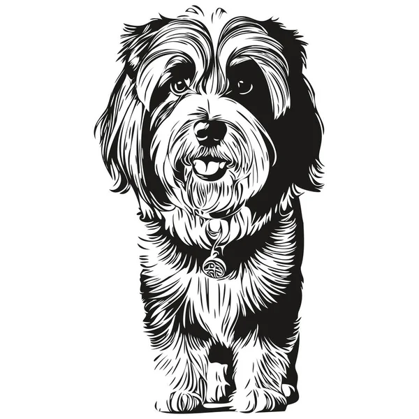 Chien Tibétain Terrier Dessin Crayon Réaliste Vecteur Illustration Art Linéaire — Image vectorielle