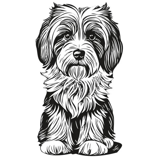Tibetansk Terrier Hund Realistisk Kæledyr Illustration Hånd Tegning Ansigt Sort – Stock-vektor