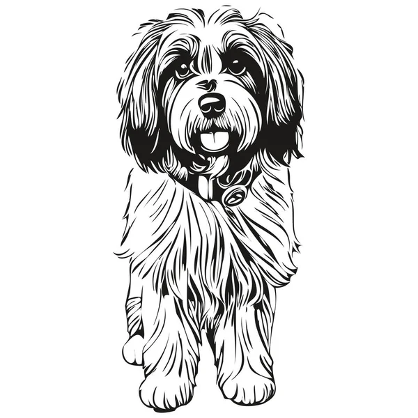 Chien Terrier Tibétain Graphiques Vectoriels Dessin Main Crayon Animal Ligne — Image vectorielle