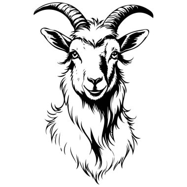 Angora Keçi portresi çizer el çizimi hayvan çizimi silüeti, saydam arkaplan