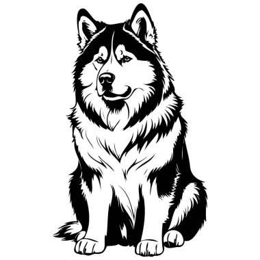Klasik Alaska Malamute monokrom el resmi, şeffaf arka plan