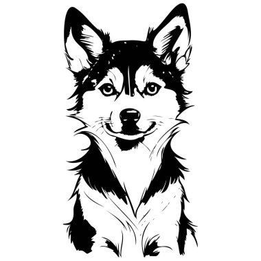Alaska Klee Kai 'nin oturduğu çizim, vektör gerçekçi hayvan silueti, şeffaf arkaplan