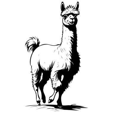 Alpaca yaban hayvanlarının oyma çizimleri, monokrom izole sanat eserleri