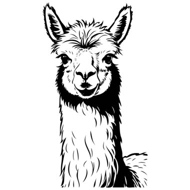 Alpaca portresi gerçekçi, hayvan portresinin mürekkep çizimi, şeffaf arkaplan