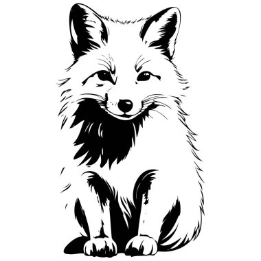 Kutup Tilkisi portresi, el çizimi, saydam arkaplan