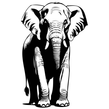 Asya fili oturma skeci, gerçekçi hayvan monokrom çizimi, klasik gravür sanatı.