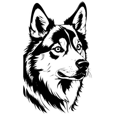 Alaska Husky 'nin gerçekçi portresi, hayvan portresinin mürekkep çizimi, şeffaf arkaplan