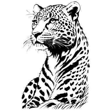 Amur Leopar portresi, el yazısı, hayvan resimleri, şeffaf arkaplan