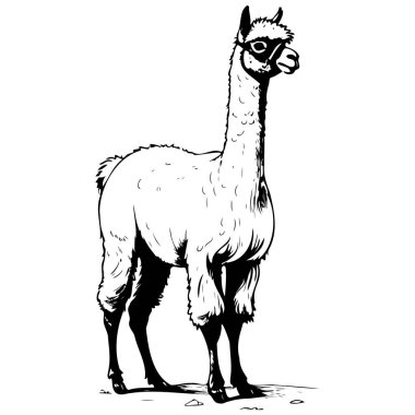 Mürekkep Alpaca yanlamasına ayakta duruyor. El yapımı, şeffaf bir arka plan.