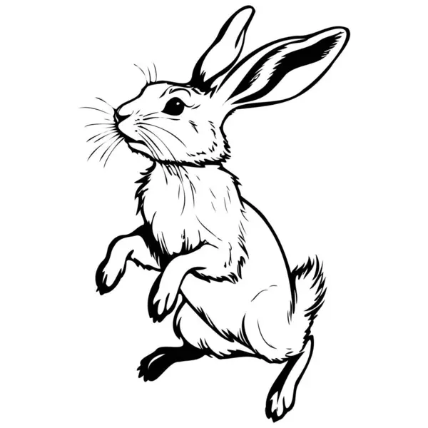 Arctic Hare Skoki Grawerowane Ręcznie Rysowane Zwierząt Ilustracja Przezroczyste Tło Wektor Stockowy