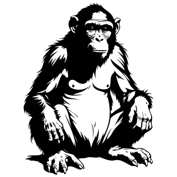 Rysunek Małpy Siedzi Wektor Ręcznie Rysowane Zwierząt Ilustracja Przejrzyste Tło Grafika Wektorowa