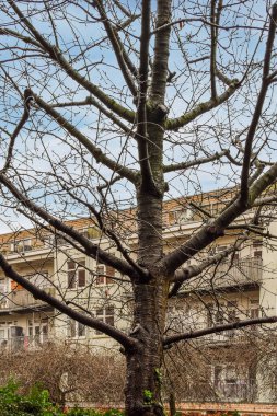 Amsterdam, Hollanda - 10 Nisan 2021: ortasında yaprak olmayan bir ağaç ve sokağın diğer tarafında bazı binalar