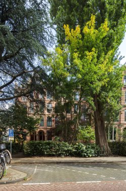 Caddenin ortasında bir ağaç yanında bir bisiklet ve diğer tarafında da bir bina var.