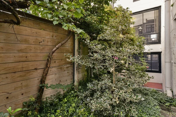 オランダ アムステルダム 2021年4月10日木造の壁と緑の葉を持つ都市部の建物の側面に成長している木 — ストック写真