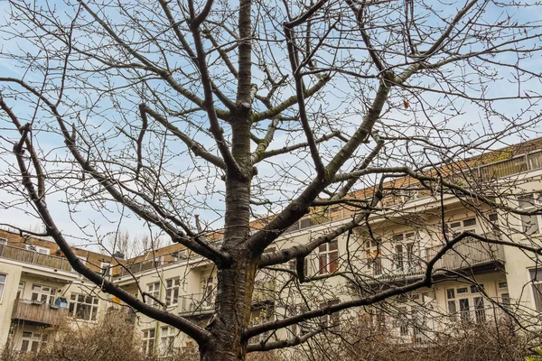 stock image Amsterdam, Netherlands - 10 April, 2021: a bare tree in front of a large apartment building with no leaves on it and the sky is very blue