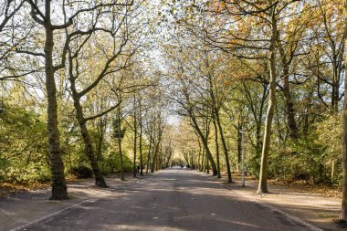 Bir sonbahar parkının ortasında, yerde yaprakları ve her iki tarafında da ağaçlar olan bir yol.